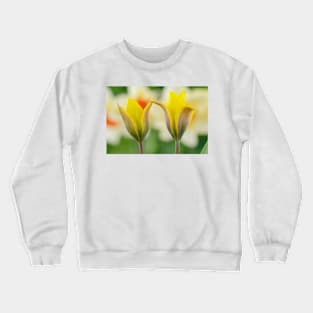 Tulipa kolpakowskiana  AGM  Kolpakowsky&#39;s tulip  Miscellaneous tulip Crewneck Sweatshirt